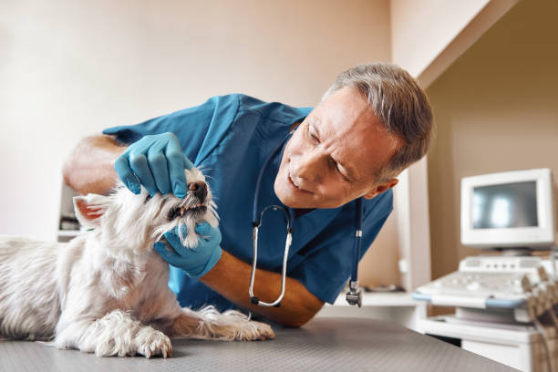 Best Emergency Care for Gum Disease in El Paso, IL